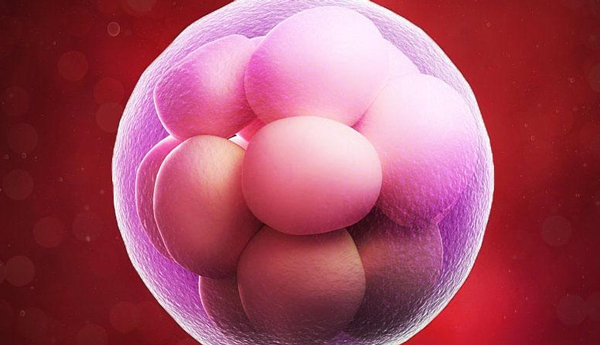 试管婴儿胚胎分级是怎么回事？