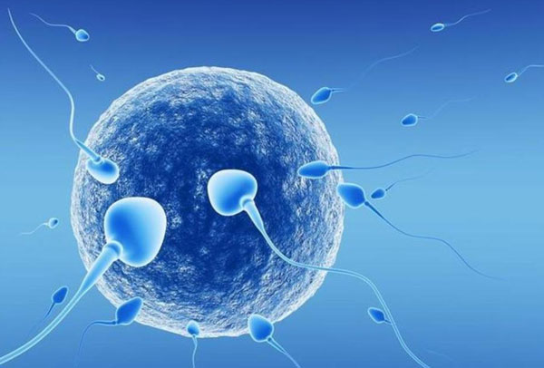 卵子和子宫内膜是否达标成为试管成功关键原因？如何看它们是否达标？